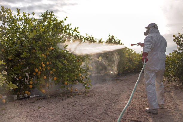 Best Cockroach Control Services  in El Mirage, AZ
